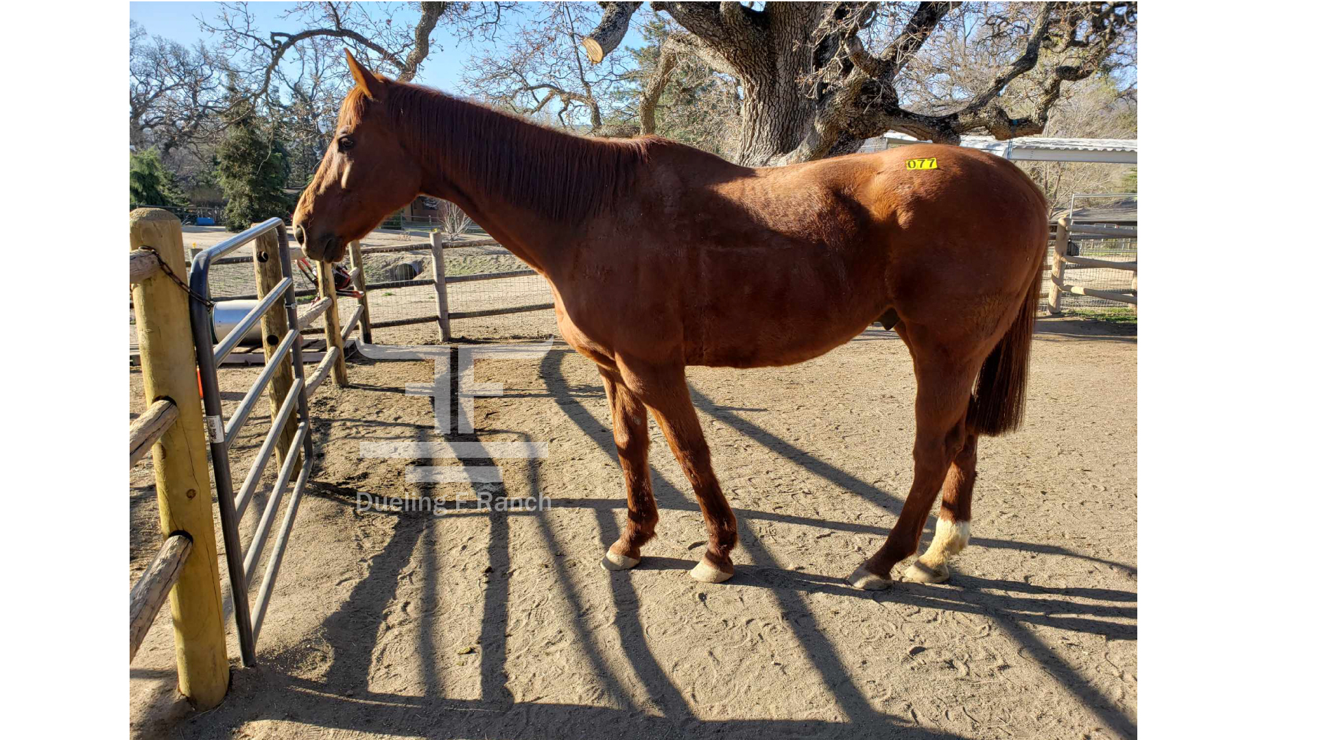 how to put weight on a skinny horse, dac oil, horse nutrition